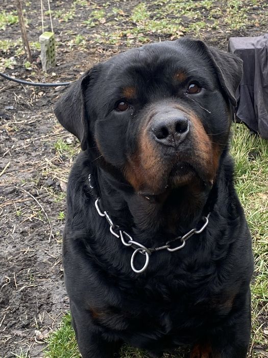Вʼязка Ротвейлер.