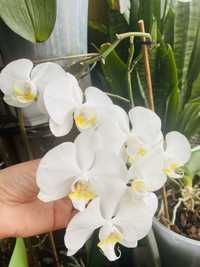 Орхідея фаленопсіс, орхідеї на вибір