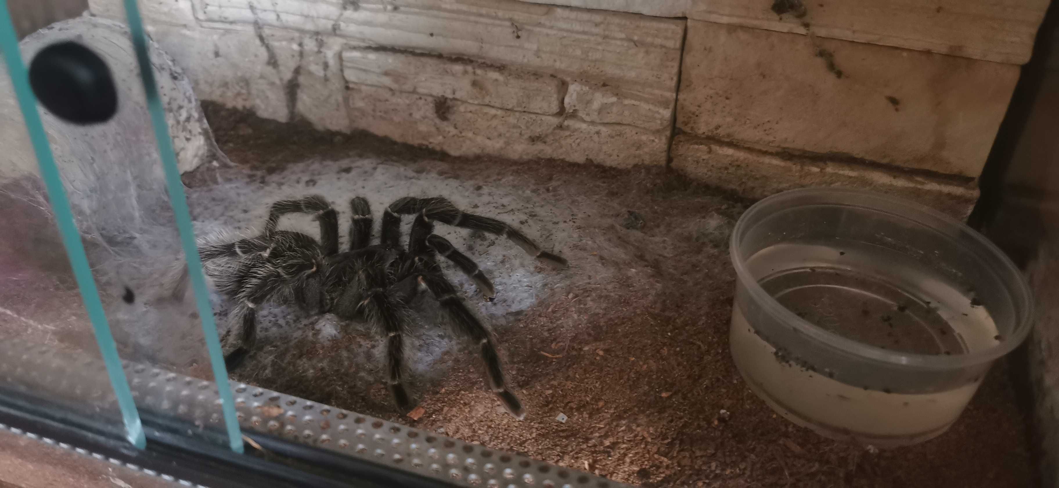 3 Ptaszniki wraz z karaczanami Madagarskimi oddam w dobre ręce.