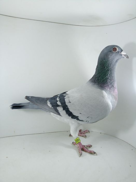 Piękna para DV i PL z rodowodem gołębie pocztowe