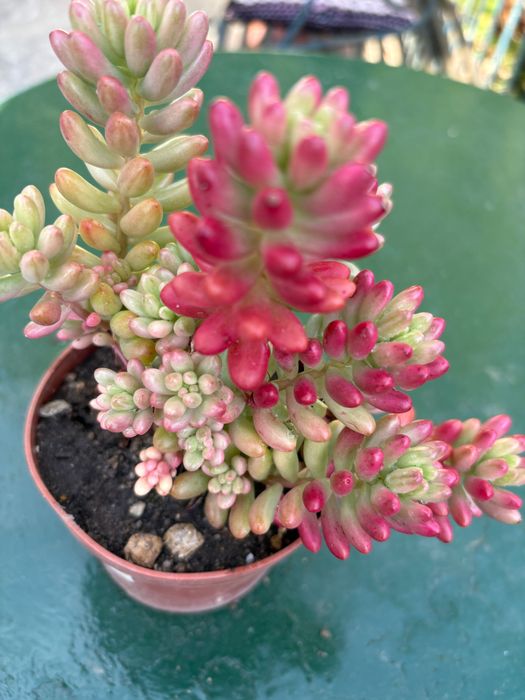 Suculentas sedum  etc