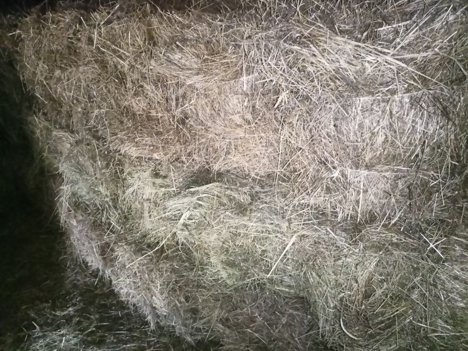 Siano w kostkach - dla zwierząt