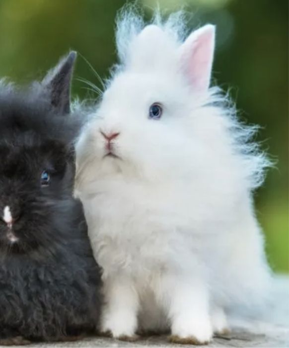 Coelhinha anã femea