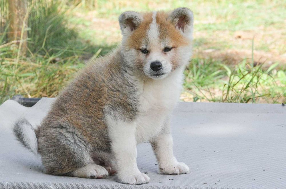 Akita japońska-akita inu suczka rodowód FCI/ZKwP