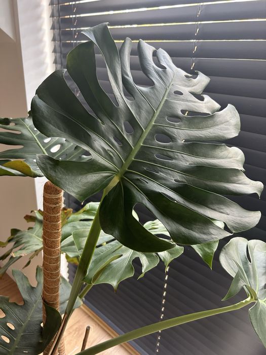 Kwiat Monstera Deltoides