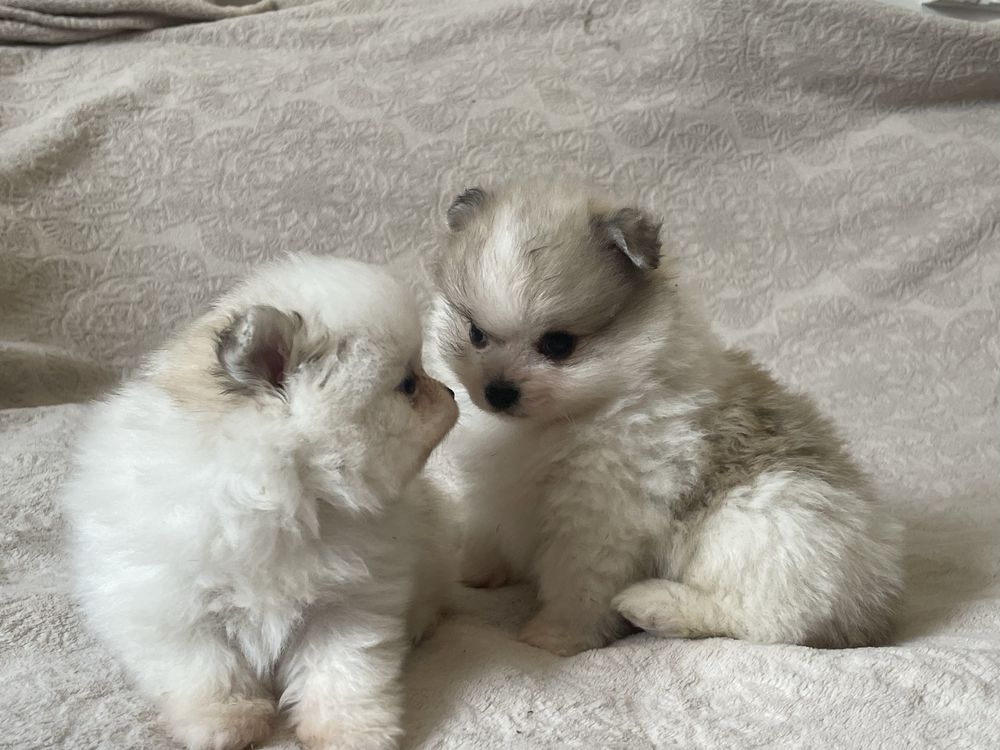 Pomeranian szczeniaki suczki mini
