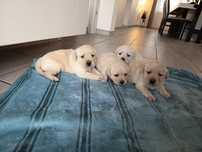 Labrador Retriever Suczki