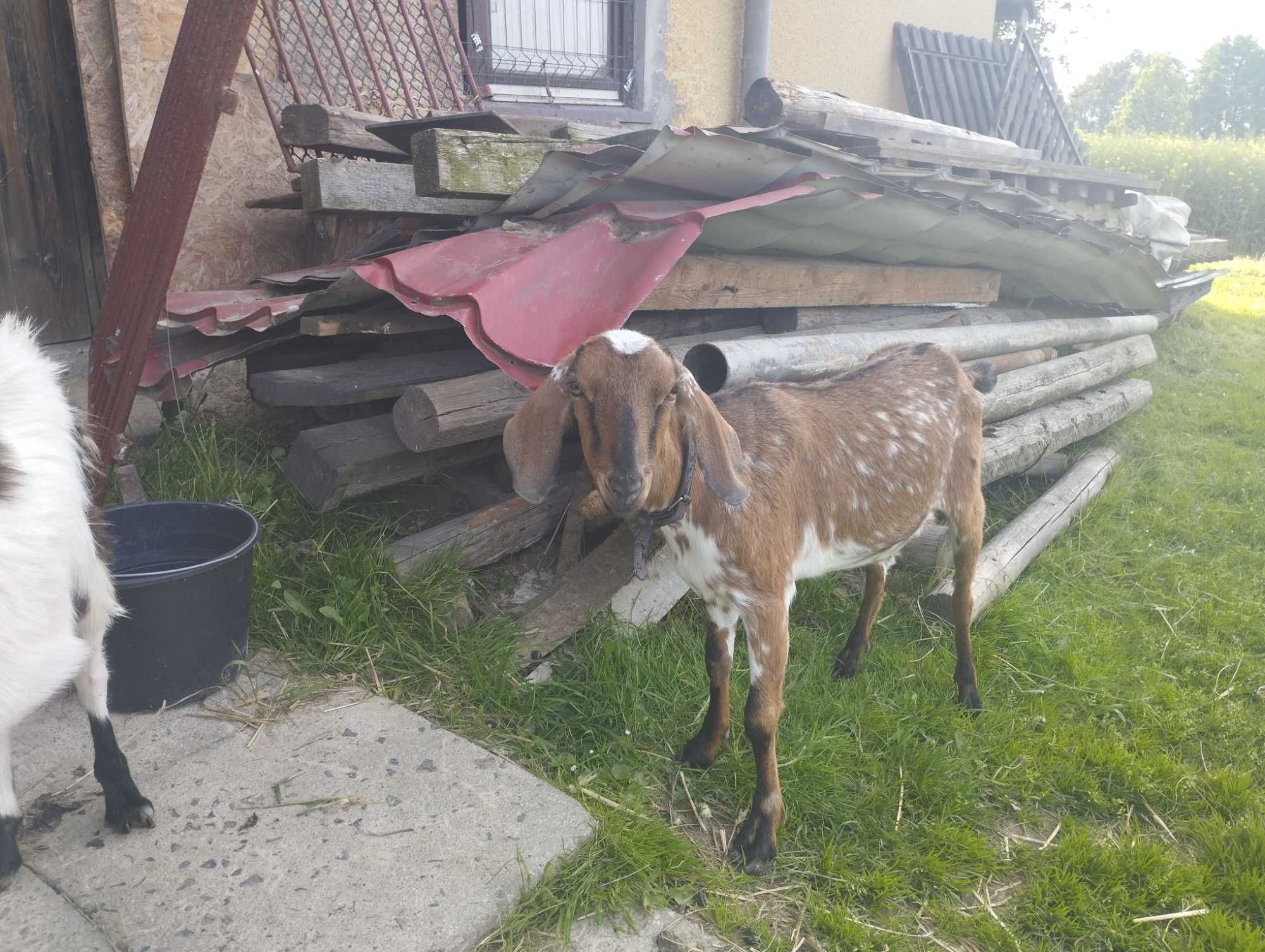 Sprzedam koze wysokogórska anglonubijska