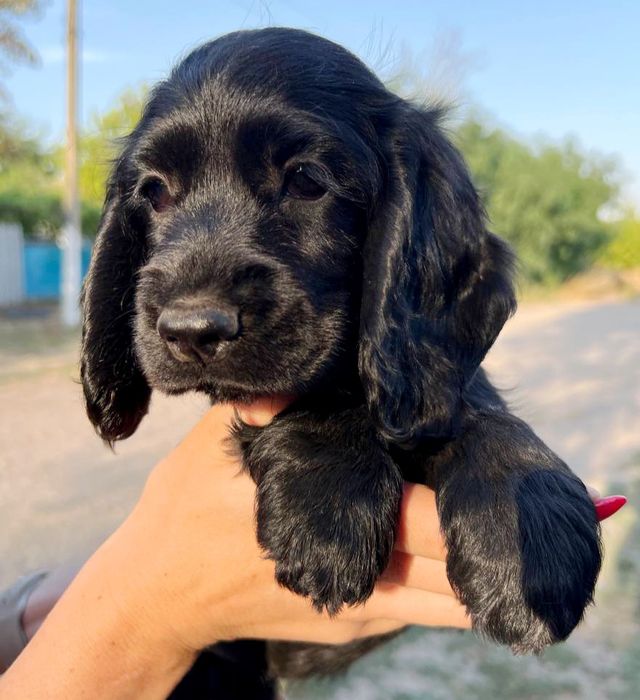 Поспішайте залишились плюшеві хлопчики Кокер Спанієль!Акція! Є хлопчик