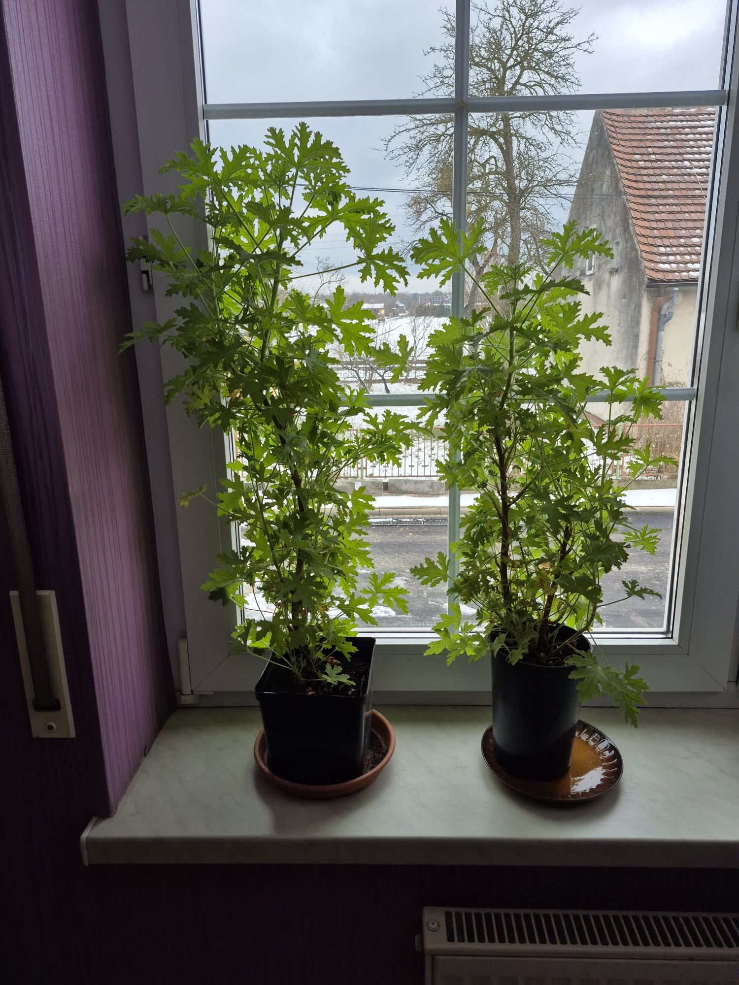 Geranium anginka