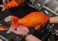 karaś XXL do oczka stawu akwarium 50 sztuk rybki kolorowe