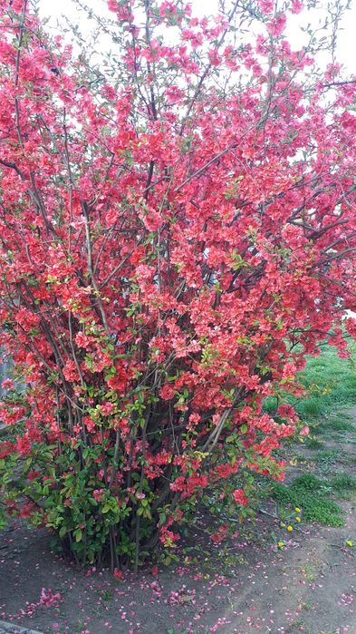 Хеномелес.Айва японська