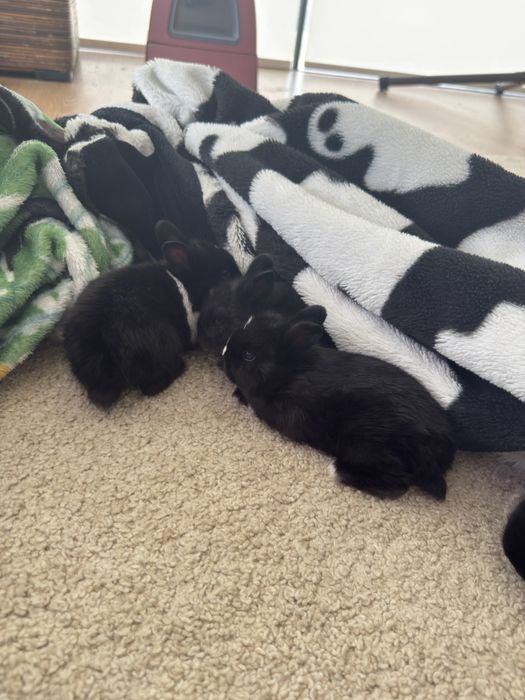 Coelhinhos anões holandeses (Netherland Dwarf)