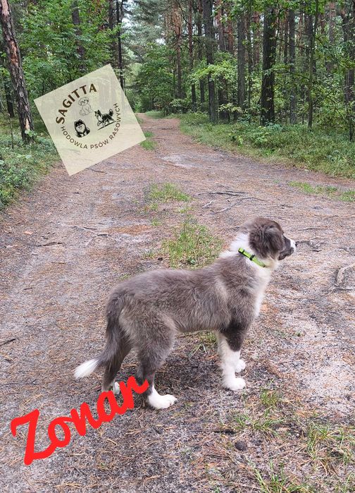 Border Collie piękny pies Zonar