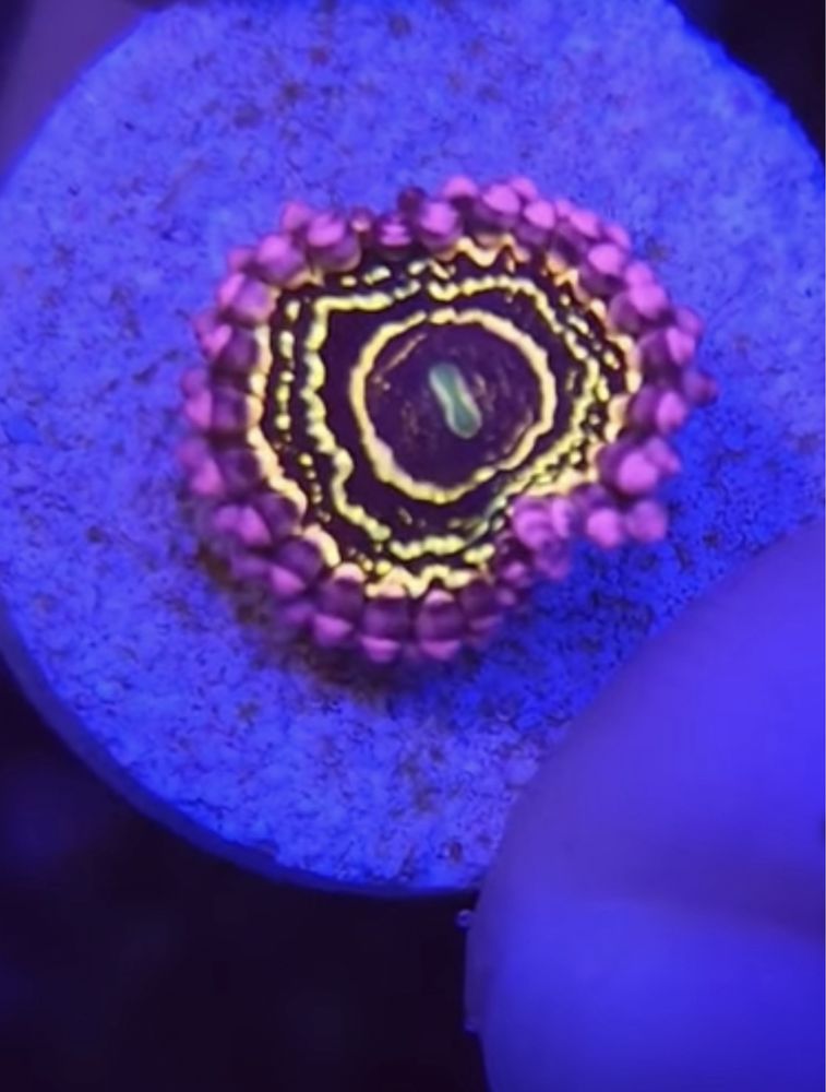 Micromussa rainbow premium e zoanthus stratosphere  coral agua salgada