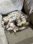gatinho bengal macho