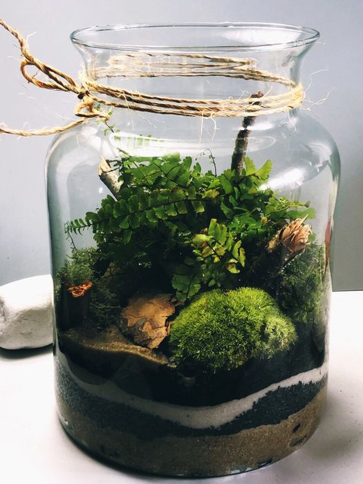 Las w szkle Lasy w bańce, słoiku, ekosystem