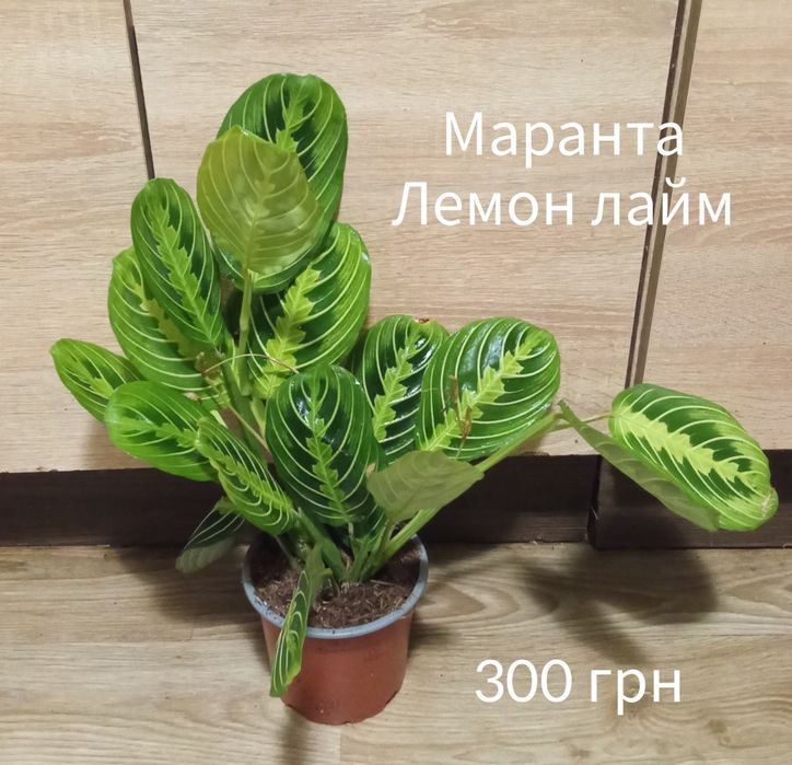 Азалія, драцена, нейтера, сансевієрія муншайн, маранта, хомаломена