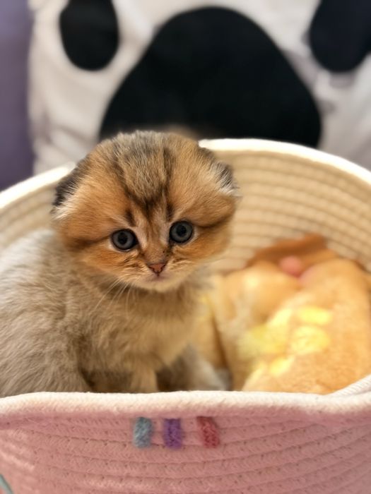 Продаються шотландські кошенята