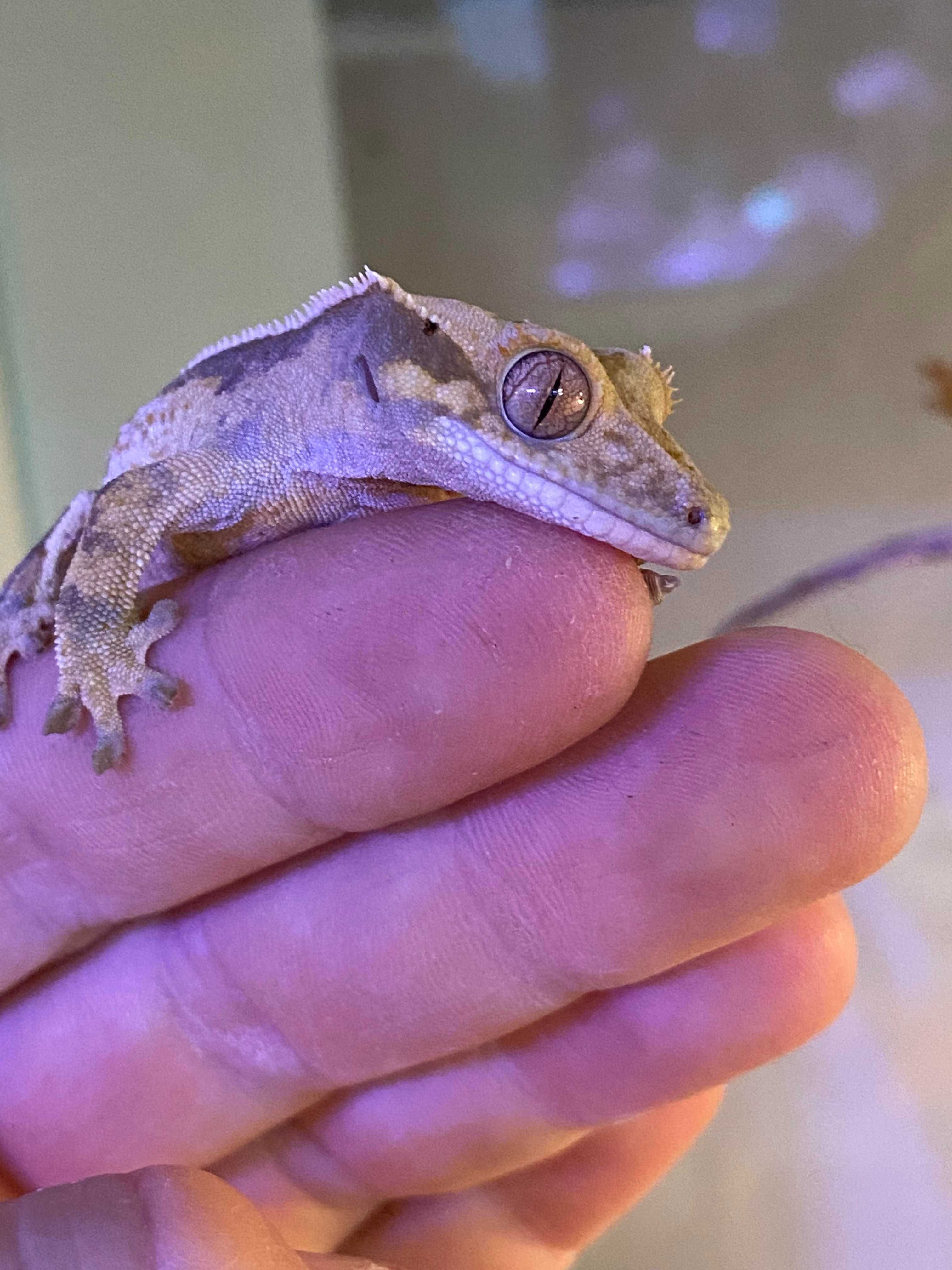 Gekon orzęsiony samiec Correlophus ciliatus