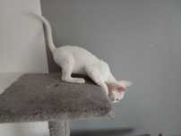 "Bambi" Uroczy Kocurek Devon Rex