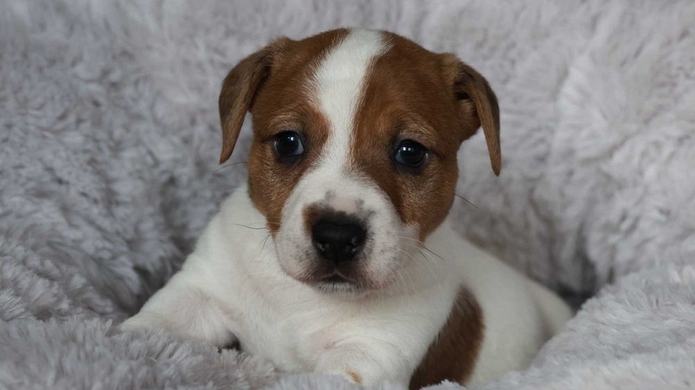 Piesek Jack Russell Terrier/BREFIO-/badania genet./odbiór