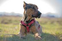 Uroczy i slodki 3letni Bolcik do adopcji