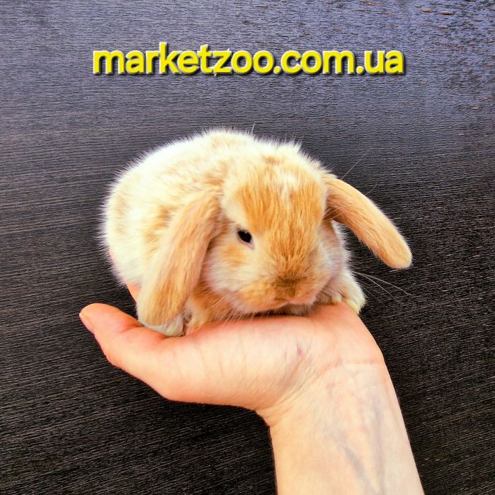 Гарнюній міні лопчик у Києві д.н.15.08.2024