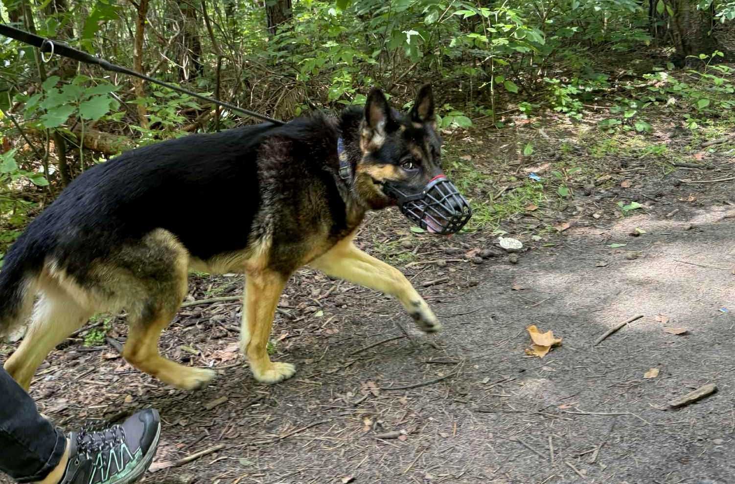 Billy - owczarek niemiecki dla doświadczonego opiekuna - adopcja