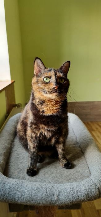 Черепахова киця Черіза