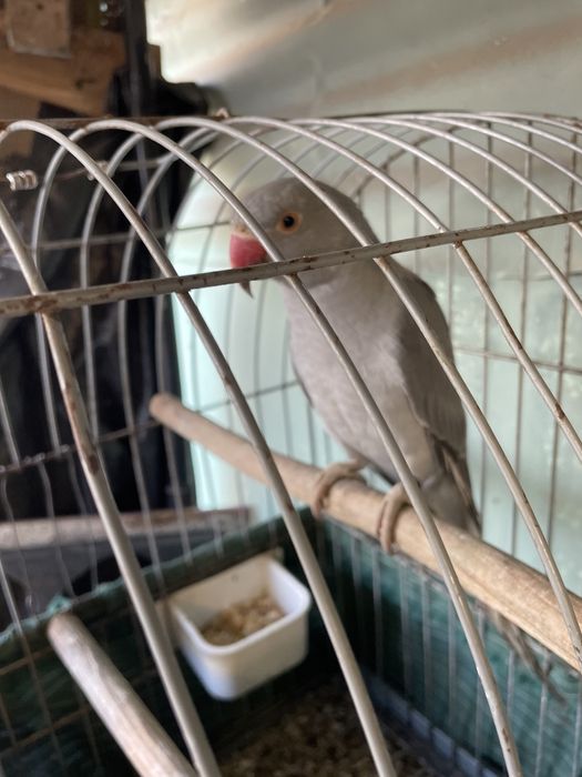 Ring- neck  femea troco ou vendo