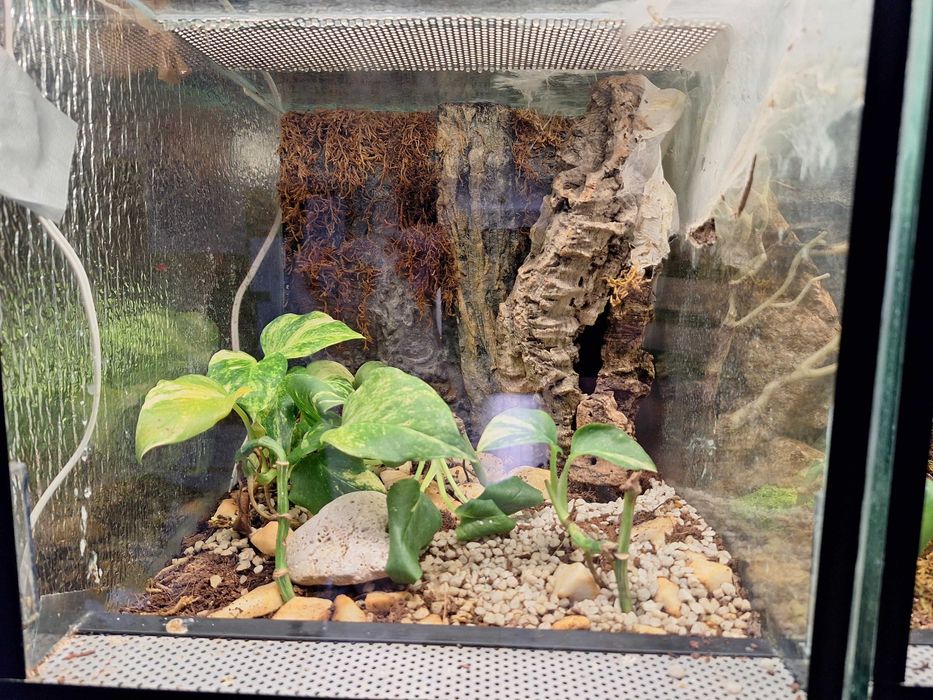 Terrarium szklane dla pająków, gadów / podana cena za 1szt