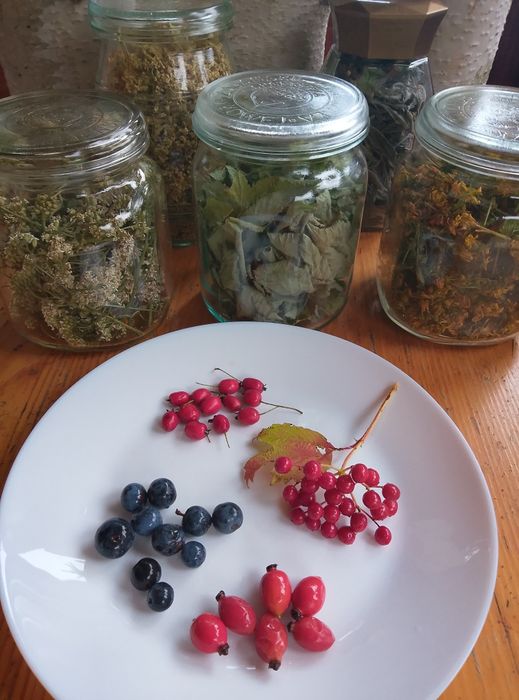 Owoce świeże tarniny róży dziko rosnące