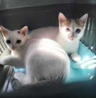 2 braciszki TIMON i PUMBA do adopcji