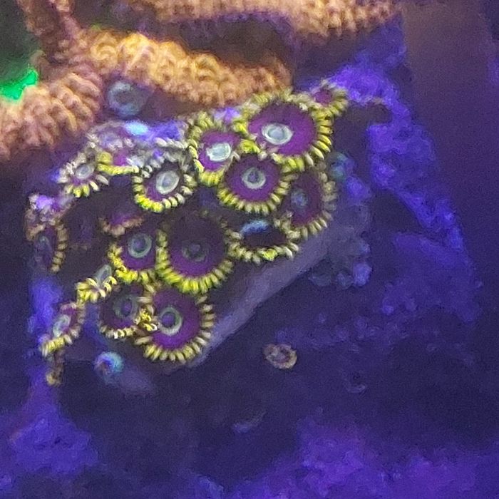 Zoanthus rainbow hornet sprzedam zamienie