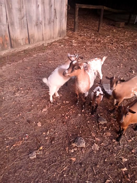 Cabras anãs machos e fêmeas