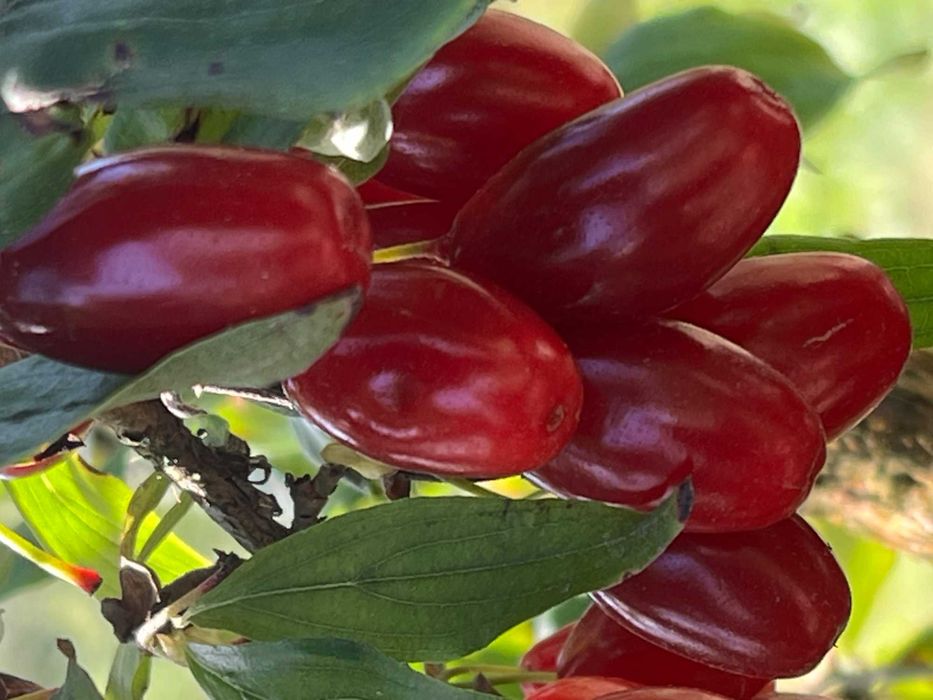 Dereń jadalny 5kg, odmiany szczepowe
