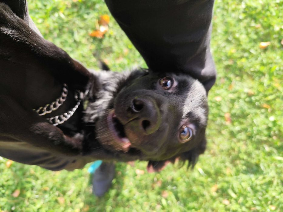 Oddam w dobre ręce psa