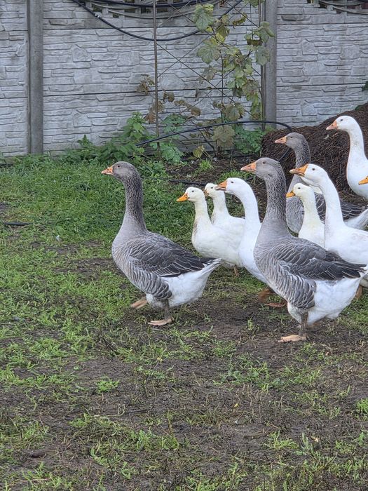 Gęsi landes tegoroczne