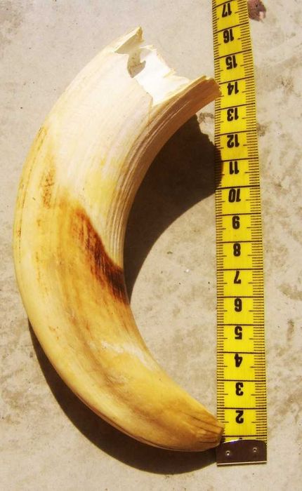 Wielki Kieł Dużego Hipopotama z Egiptu