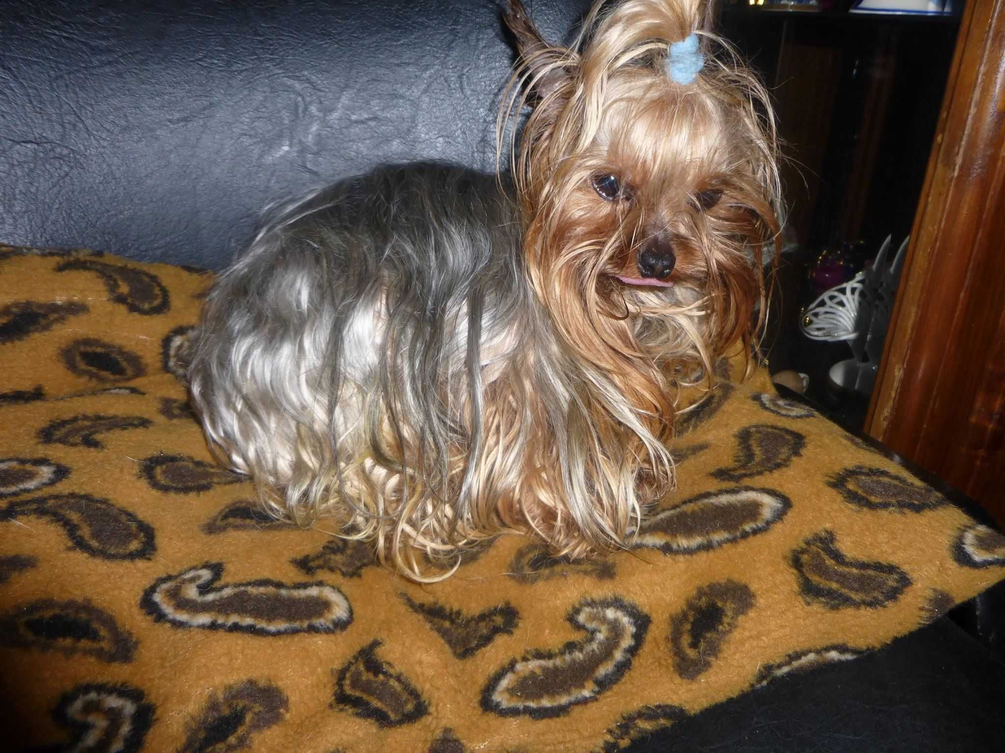 Maravilhoso menino Yorkshire Terrier Super Mini