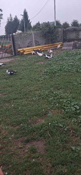 Sprzedam Kaczki Pizmowe