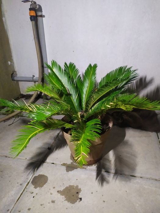 Palmeiras Cycas Revoluta