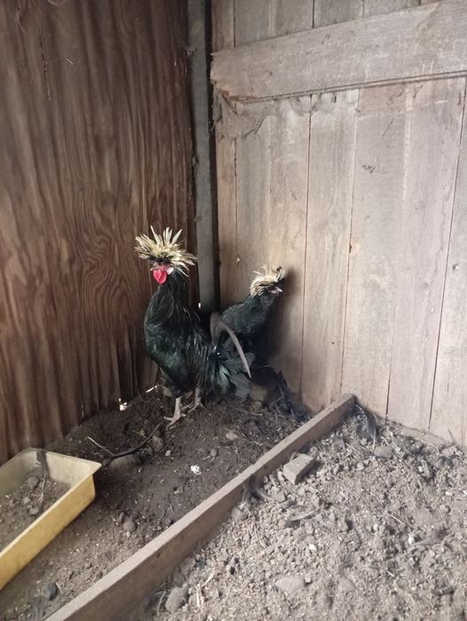 Białoczuby lęgowe para