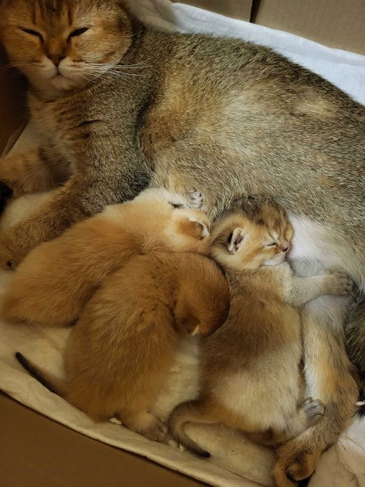 Можна бронювать.Золоті шиншилли.