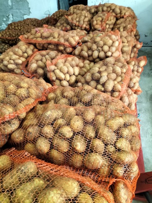 Ziemniaki Soraya Bella Rossa Mio Connect