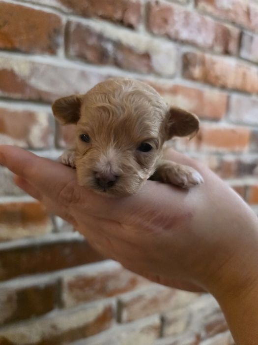 Maltipoo f1 xs piesek do  rezerwacji !!