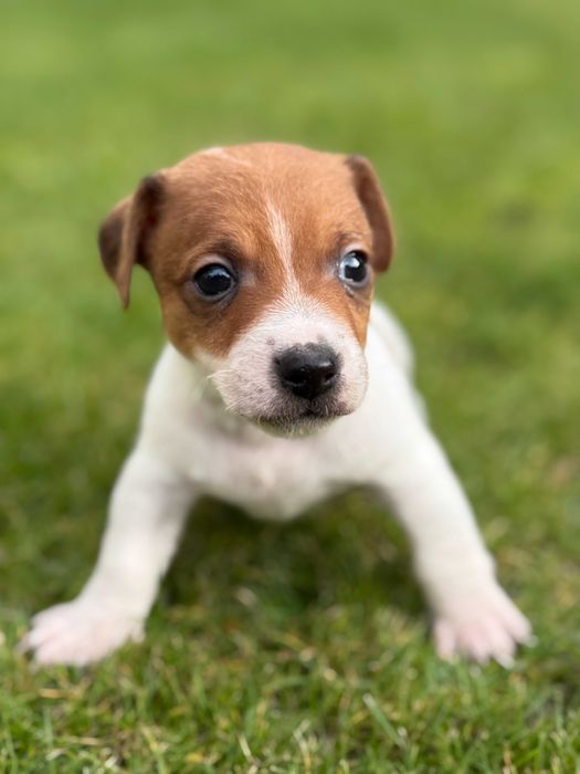 Jack Russell Terrier piękny piesek od #SMARTIE JACKS# male Jack