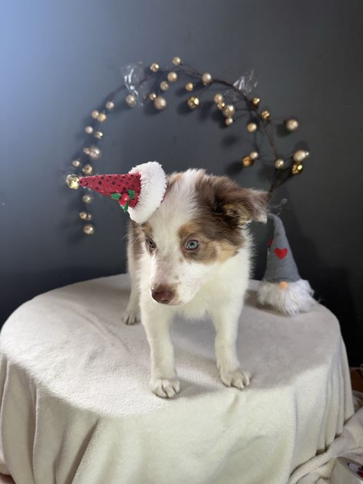 Border Collie Chocolate fantAUstico