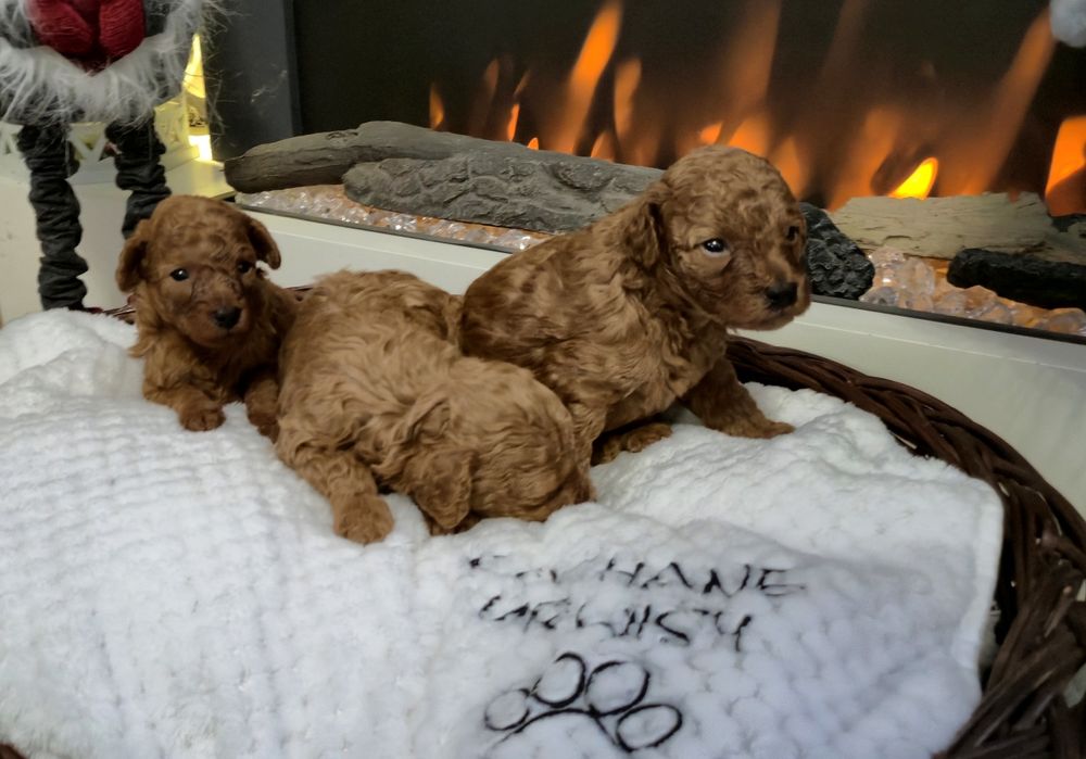 Cudowny chłopczyk Pudel Toy Red - Rodzice przebadani genetycznie